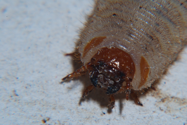 larva di insetto